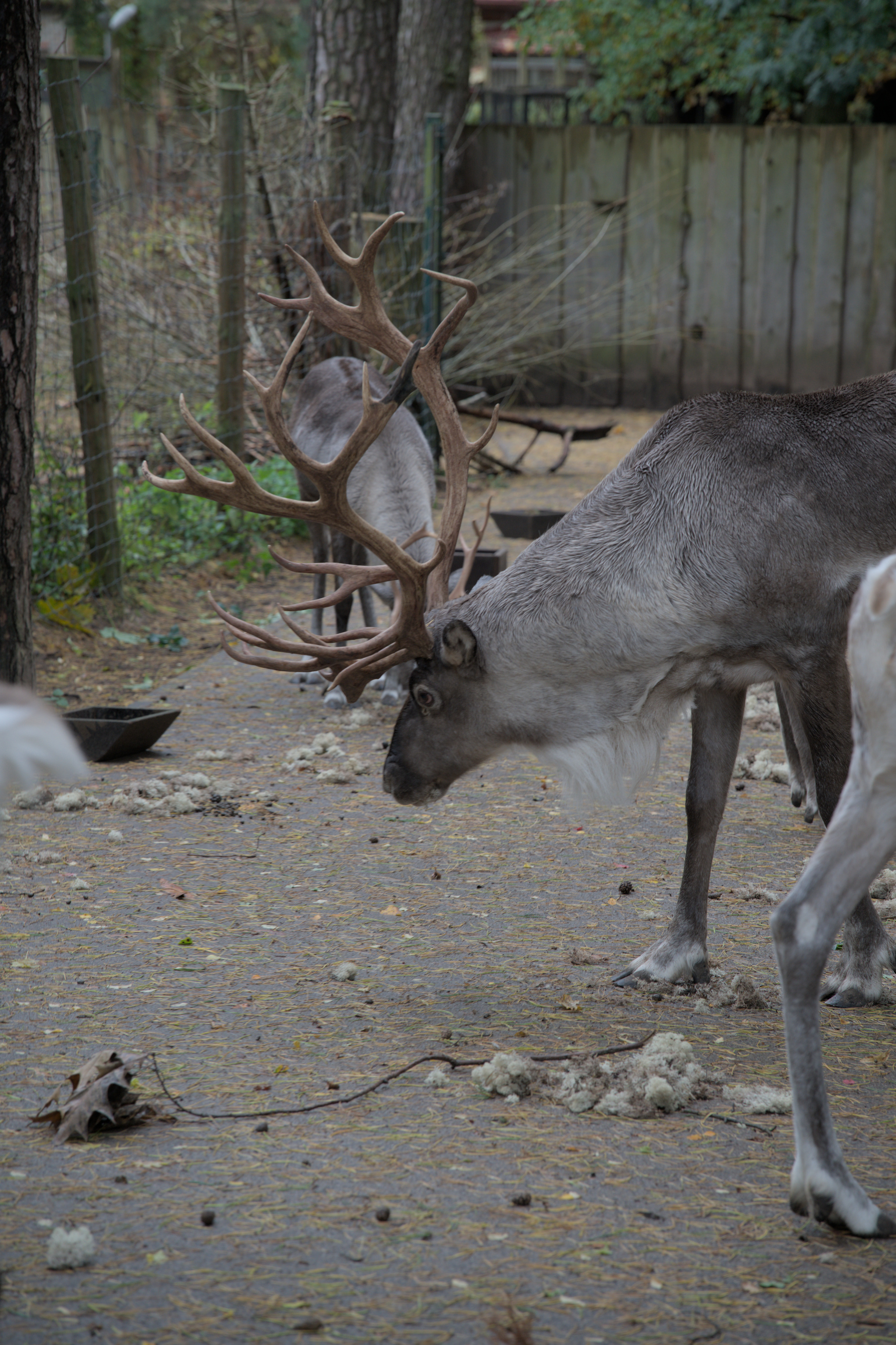 2025/10/12 - zoo/DSC_0074.jpg